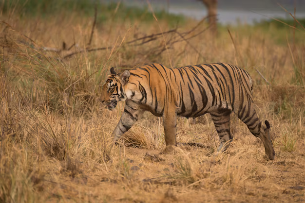 Tiger Safari in India: Ranthambore vs Jim Corbett, Booking, Seasons & Honest Sighting Odds