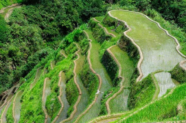 Tiered rice terraces carved into steep green mountainsides in Ifugao province, Philippines