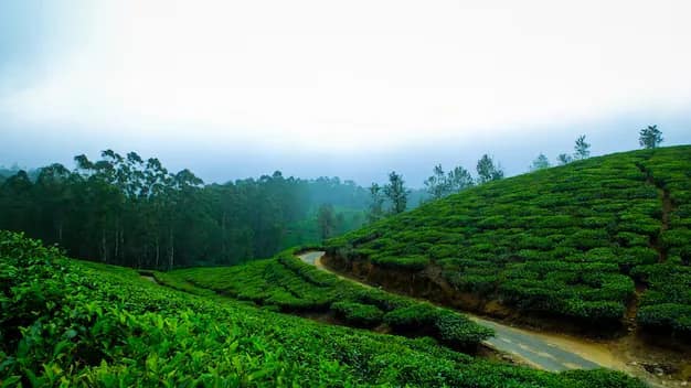 Ooty, Coorg & Mysore from Gujarat: Toy Train, Coffee Estates and a Palace Lit by a Lakh of Bulbs