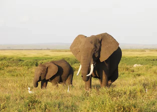 A mother and baby elephant on the savanna of Amboseli National Park, Kenya