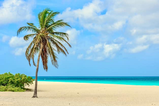 A single palm tree standing on the white sand of Eagle Beach in Aruba, with calm turquoise Caribbean water behind it