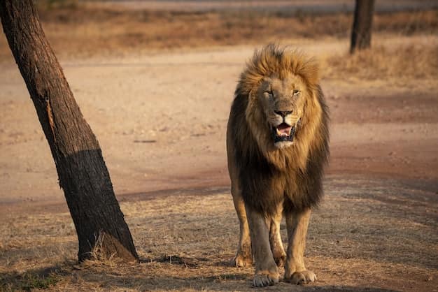 South Africa safari guide from India: Kruger, Cape Town and the Garden Route