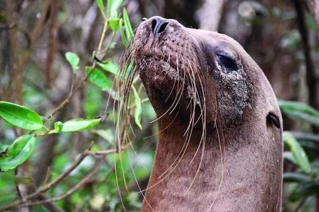 Galápagos Islands Travel Guide for Indian Travellers: Giant Tortoises, Marine Iguanas and the Voyage of a Lifetime
