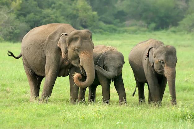 Sri Lanka travel guide from India: beaches, tea hills and ancient cities