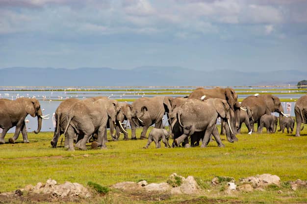 Nairobi · Masai Mara · Amboseli, Kenya