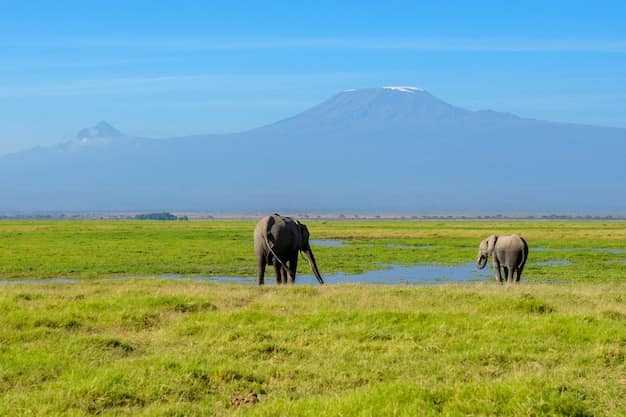 Amboseli National Park Safari Guide from India: Elephants Beneath Kilimanjaro