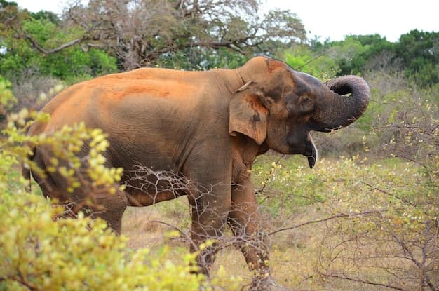 Sri Lanka's Free Visa for Indians: What It Covers and Exactly How to Apply