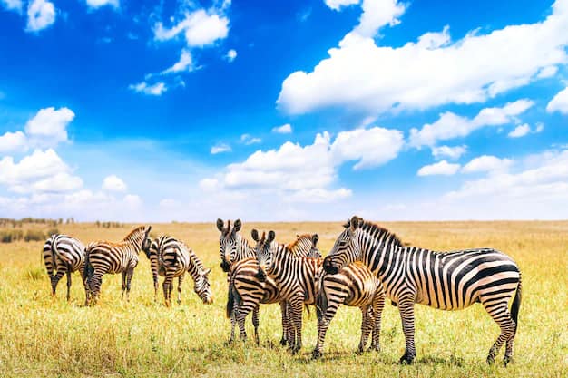 Serengeti · Ngorongoro · Zanzibar, Tanzania