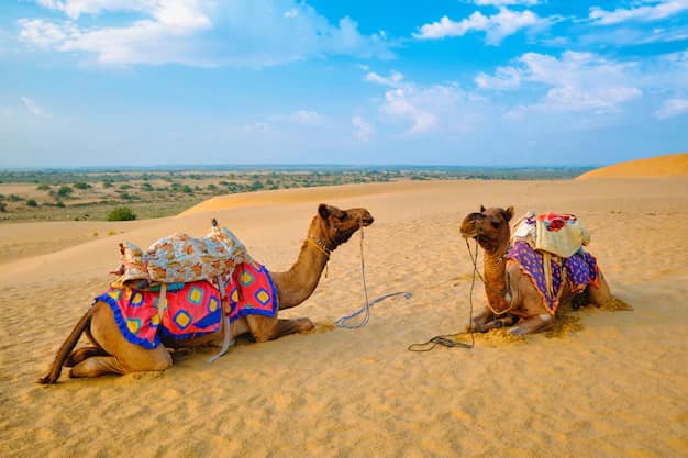 A camel resting on the sand dunes of the Thar Desert near Jaisalmer at sunset