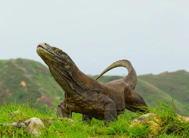 Komodo National Park: A Dragons and Reefs Guide for Indian Travellers