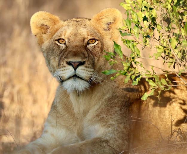 South Africa safari guide from India: Kruger, Cape Town and the Garden Route