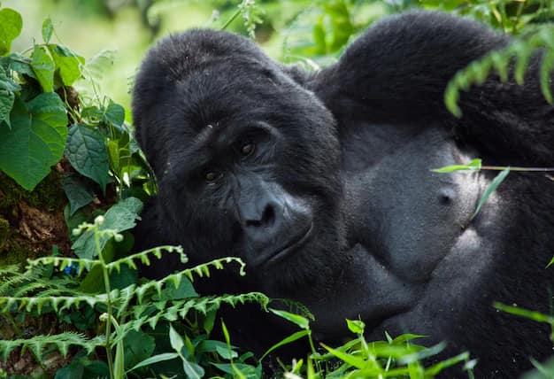 Uganda