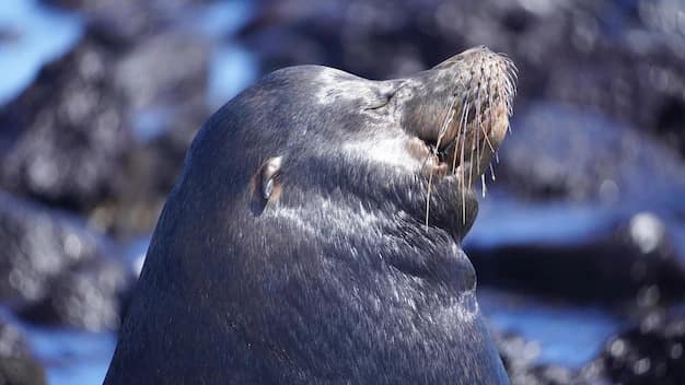Galápagos Islands Travel Guide for Indian Travellers: Giant Tortoises, Marine Iguanas and the Voyage of a Lifetime