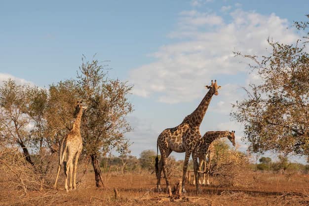Cape Town · Winelands · Kruger, South Africa
