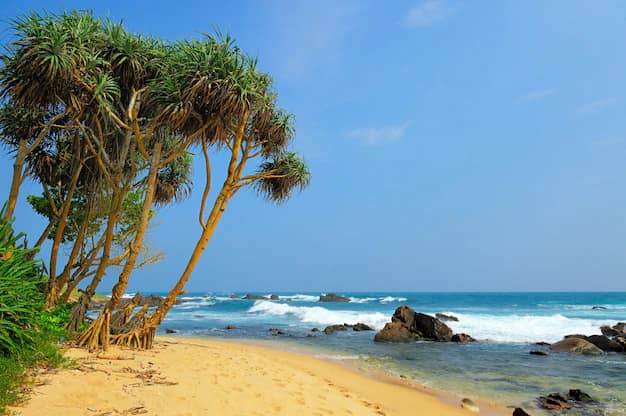 Tropical beach with palm trees in Sri Lanka