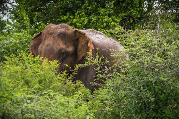 Sri Lanka travel guide from India: beaches, tea hills and ancient cities